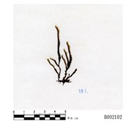 藏品(偏葉白齒苔)的圖片